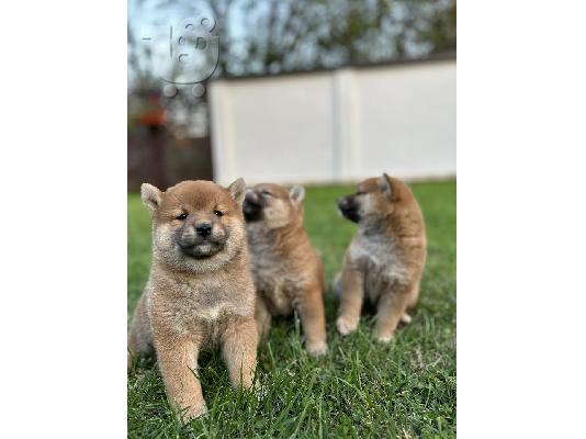 Κουτάβια Shiba Inu